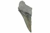 Partial Fossil Megalodon Tooth - Serrated Edge #289283-1